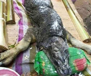 Quái vật mình trâu đầu cá sấu ở Thái Lan