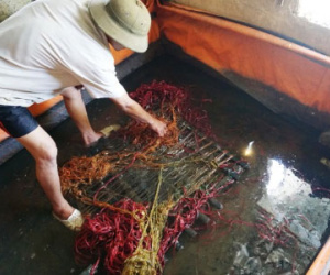 Rùng mình vỗ béo lươn bằng thuốc tránh thai