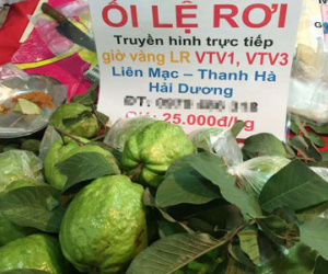Dân Hà thành xếp hàng ủng hộ ổi Lệ Rơi