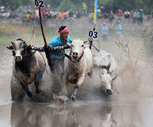 Bò húc khán giả ngã lăn trên đường đua miền Tây
