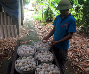 Đếm trứng gà, mua ôtô sang: Chuyện làng tỷ phú Vĩnh Phúc