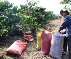 Ham bán hàng, nông sản Việt bị "chơi xấu"