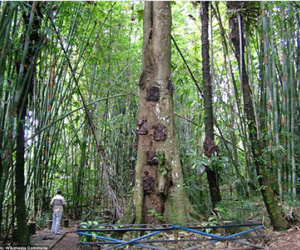 Hãi hùng nghi lễ an táng trẻ em trong "mộ cây"