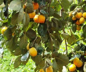 Thực hư chuyện hồng Đà Lạt rớt giá thảm hại