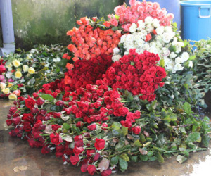 Thị trường hoa Đà Lạt kém sôi động
