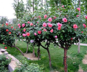 Chiều lòng sếp bà, cây hồng 100 bông 50 triệu đồng