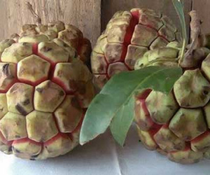 Na rừng nặng 5 kg giá 500.000 đồng ở Sơn La