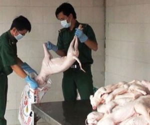 Heo sữa bẩn vẫn có dấu kiểm dịch