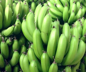 Hoảng hồn phát hiện cơ sở dùng thuốc diệt cỏ ngâm chuối