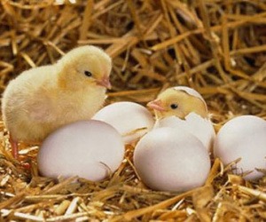 Gà có trước hay trứng có trước? - Câu hỏi kinh điển đã có đáp án