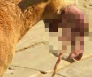 Chú chó ngoạm bé sơ sinh còn nguyên dây rốn tìm người cứu giúp