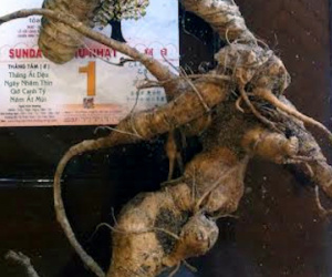 Củ tam thất cổ: Nặng 3 kg, giá 100 triệu biếu sếp