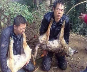 TQ: Trộm chó bị bắt quỳ gối, đeo xác chó trên cổ
