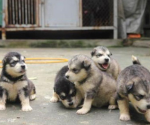 Vợ chồng chia nhau đàn chó giữa tòa