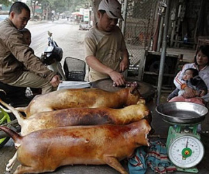 Anh tìm cách chấm dứt thói quen ăn thịt chó của Việt Nam