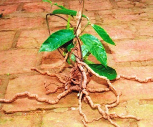 Nội tiết tố sinh dục, nhựa sống của tình yêu