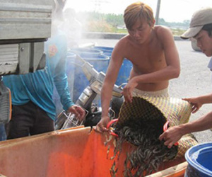 Trung Quốc "điều khiển" thị trường thủy sản Việt