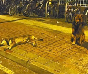 Xúc động chó suốt đêm bảo vệ xác bạn bị xe cán