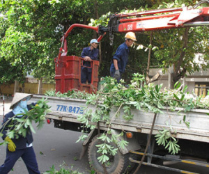 Chặt bỏ hơn 3.000 cây hoa sữa vì mùi hương nồng nặc