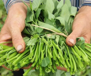 “Quả ớt bị ruồng bỏ” ở Úc và sự “ác độc” của rau quả bẩn Việt Nam