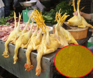 Kinh hoàng chất vàng O gây ung thư trộn thức ăn cho gà