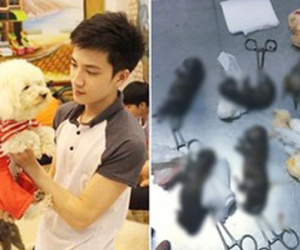 15 chú chó bị đầu độc trong ngày sinh nhật chủ quán cafe thú cưng ở Sài Gòn