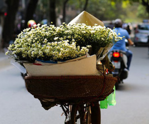 Thứ hoa này người Hà Nội mong ngóng nhất những ngày đầu đông