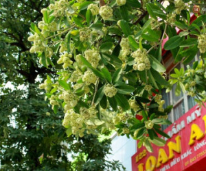 Người Hà Nội khổ sở vì hương hoa sữa nồng nặc trên nhiều tuyến phố