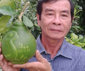 Bưởi tạo hình bản đồ Việt Nam tiền triệu được đặt hàng sớm