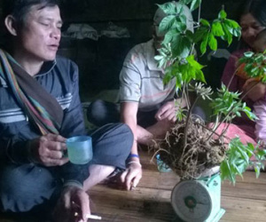 Đưa sâm Ngọc Linh thành cây “tỉ đô”, phải tính chuyện bán sâm