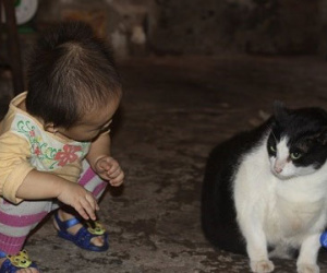Nam Định: Mèo nặng nhất thế giới, trả 120 triệu không bán