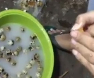 Xuất hiện trứng cút giả gây hoang mang?