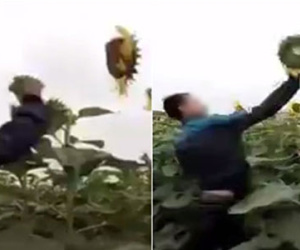 Clip 2 thanh niên Nghệ An "phấn khích" phá hoại đồng hoa hướng dương gây phẫn nộ