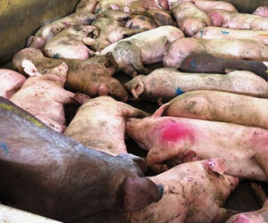 Hàng chục con heo lở mồm trong lò giết mổ ở Sài Gòn