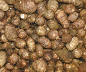 Phát hiện bí mật về khoai môn Trung Quốc "chỉ để bán, không dám ăn"