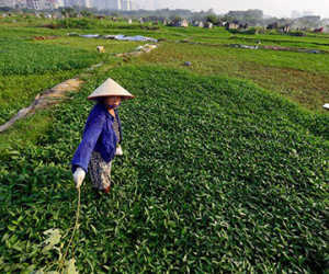 Rau muống từ nghĩa địa tới chợ