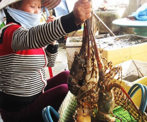 Thương lái Trung Quốc giở trò "ma" với tôm hùm