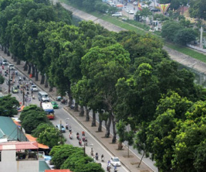 Hà Nội chặt, chuyển 40 cây xanh trong công viên Thống Nhất