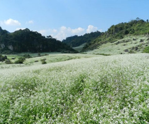 Mộc Châu - Trung tâm du lịch vùng Tây Bắc