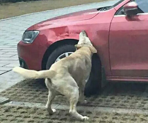 Hoảng hốt một chú chó lạc gọi "đồng bọn" đến tấn công xe hơi