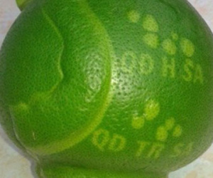 2,4 triệu đồng một cặp bưởi trưng Tết khắc hình Hoàng Sa, Trường Sa