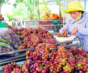 Gần Tết, đặc sản giá cao nở rộ ở Sài Gòn