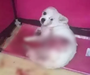 Cặp đôi Trung Quốc chặt chân chó cưng rồi đăng lên mạng xã hội khiến hàng triệu người bức xúc