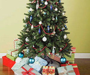 Cây thông Noel "giết người": Phát hiện gây hoang mang tột độ