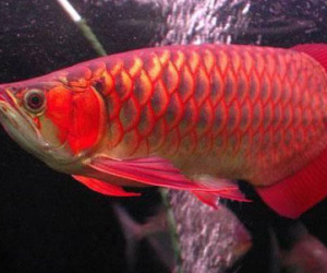 Thiếu gia chơi trội giết cá Rồng ngàn đô om dưa đãi bạn