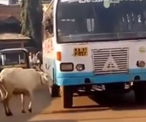 Kì lạ: Bò mẹ 4 năm ròng rã chặn đường xe buýt trả thù cho con