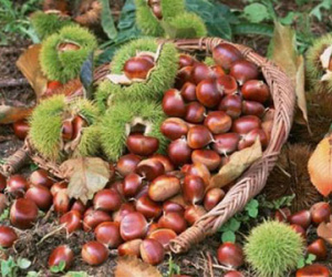 Trung Quốc "giết chết" hạt dẻ Trùng Khánh, chế đường siêu ngọt ung thư