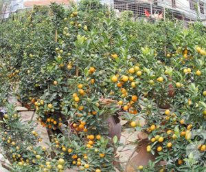 Quất bon sai giá 20 triệu chơi Tết