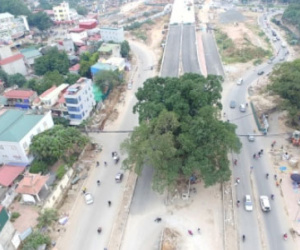 Sự thật phía sau dự án đường nghìn tỷ "né" cây đa trăm tuổi