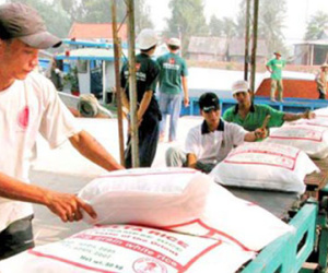 Giá gạo xuất khẩu Việt Nam đang cao hơn Thái Lan